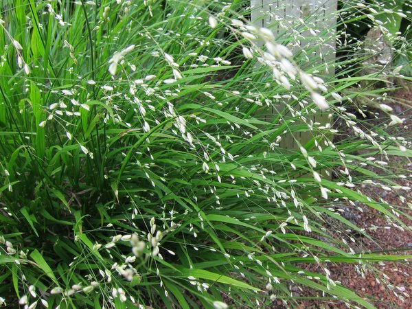 melica altissima 'alba Melica uniflora f. albida
