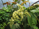 Meliosma cuneifolia CGG 14006