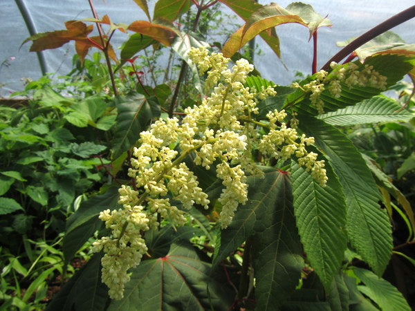 Meliosma cuneifolia CGG 14006