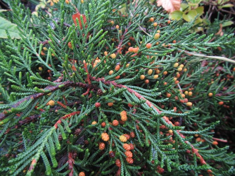 Microcachrys tetragona