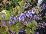 Isodon umbrosus