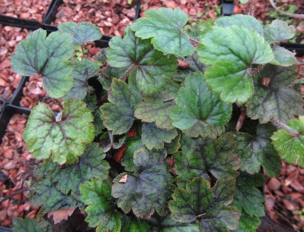Mitella yoshinagae BSWJ4893