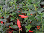 Mitraria coccinea 'Lake Caburgua'