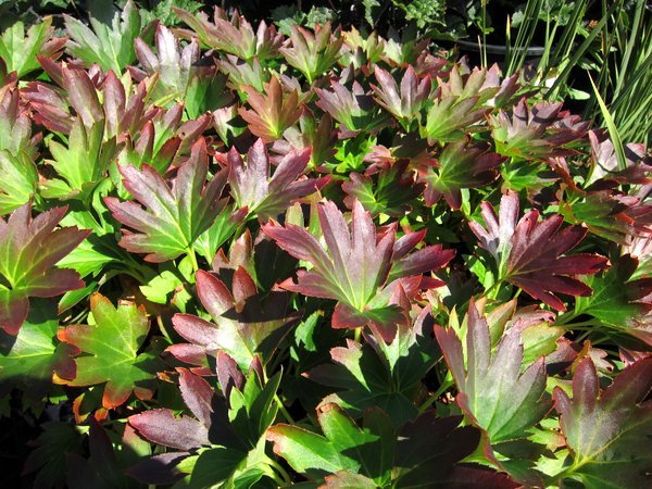 Mukdenia rossii 'Karasuba'