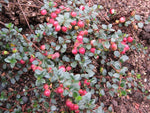 Myrteola nummularia