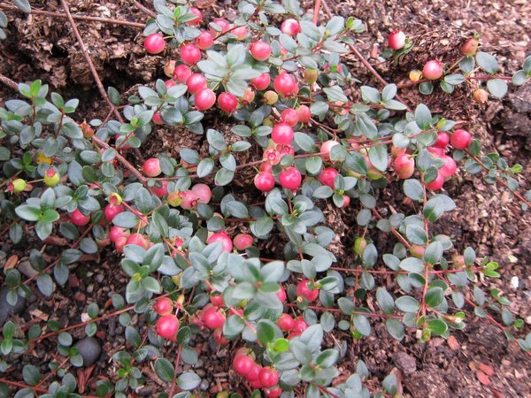 Myrteola nummularia