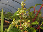 Neillia sp. cf. tonkinensis FMWJ13094