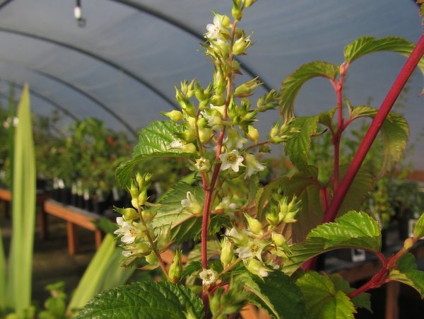 Neillia sp. cf. tonkinensis FMWJ13094