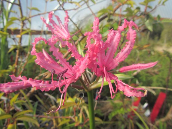 A ruffled pink flower of Nerine 'Quentin Seedling'