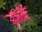 Nerine 'Cherry Ripe'*