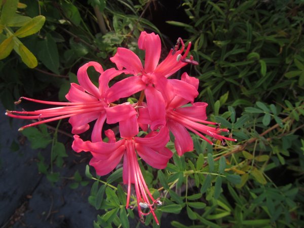Nerine 'Cherry Ripe'*
