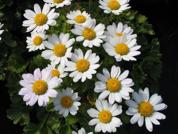Chrysanthemum arcticum