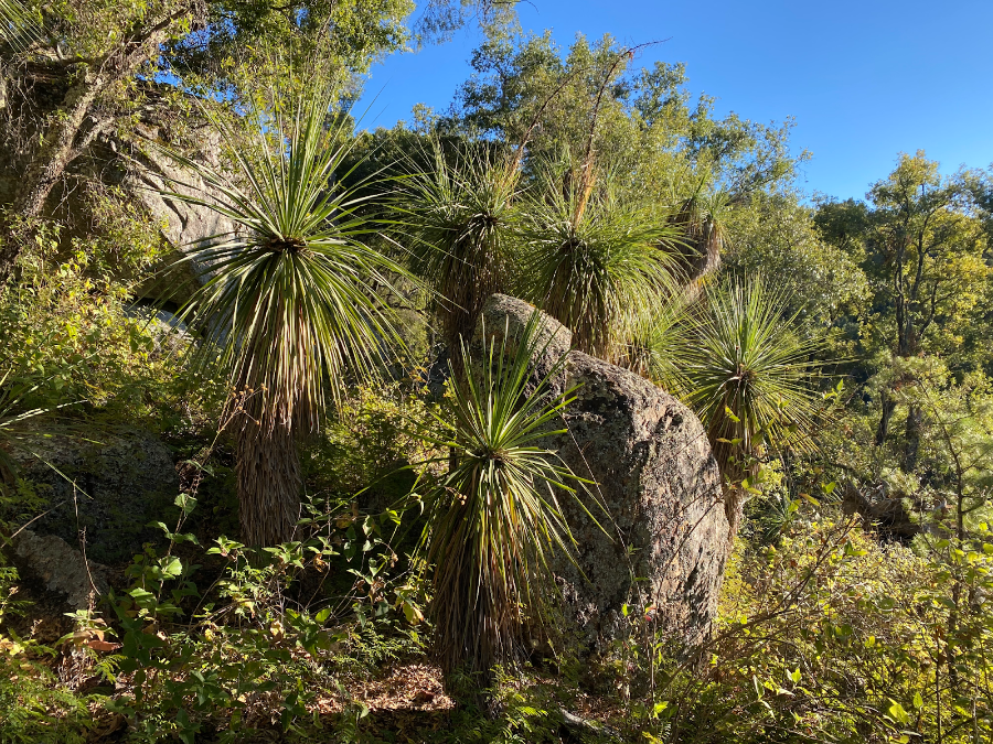 Nolina beldingii trees growing on a rocky mountainside