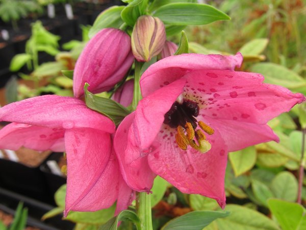 Closeup of a cluster of pink Nomocharis aperta lily flowers