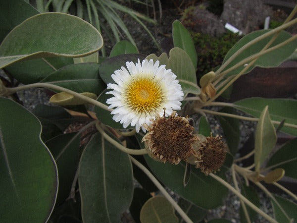 A large daisy flower and dusky foliage of Olearia insignis