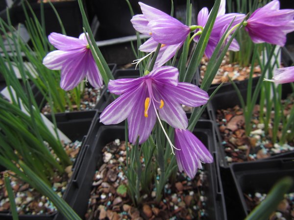 Olsynium douglasii FRF7883 - striped
