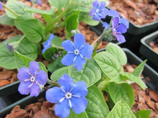 Omphalodes verna 'Grandiflora'