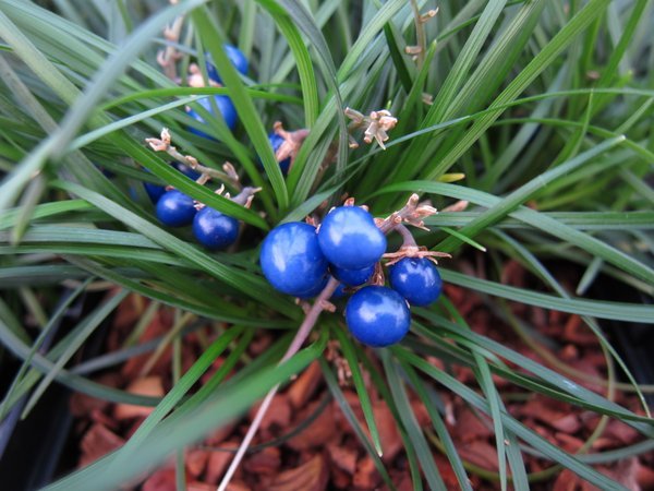 Ophiopogon umbraticola (syn. chingii) 'Sparkler'