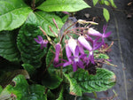 Oreocharis auricula CGG 14083