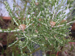 Ozothamnus 'Sussex Silver'