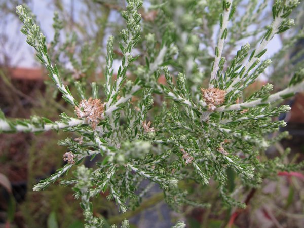 Ozothamnus 'Sussex Silver'