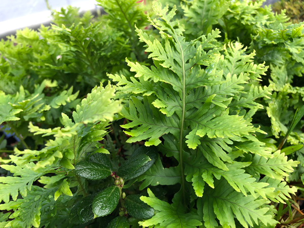 Lime green fronds of Polypodium cambricum - Pulcherrimum group