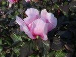 Paeonia corsica (syn. mascula ssp. russoi)