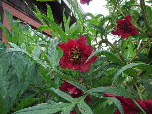 Paeonia delavayi