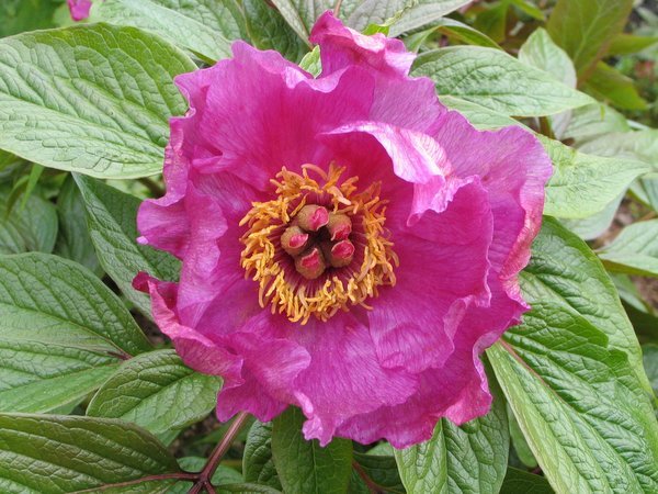 A closeup of a pink flower of Paeonia mairei