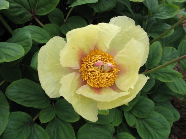 Paeonia daurica subsp. mlokosewitschii