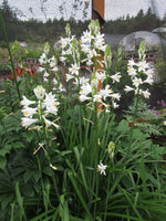 Paradisea lusitanica