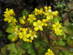 Patrinia triloba 'Free Spirit Blushing Lace'