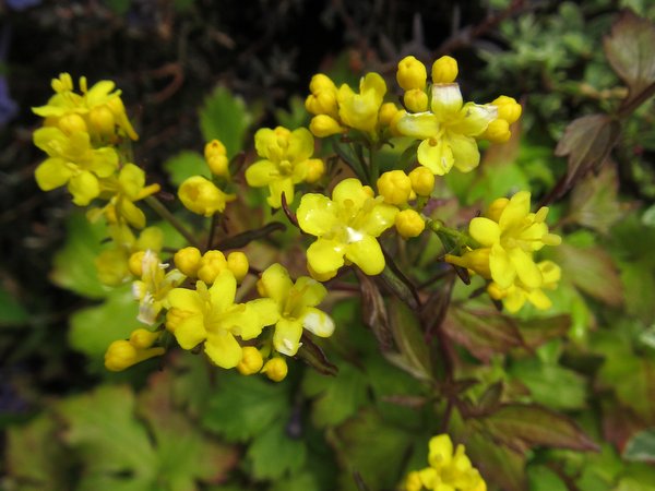Patrinia triloba 'Free Spirit Blushing Lace'