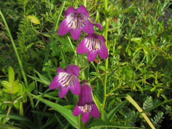 Penstemon x mexicali 'Pike's Peak Purple'