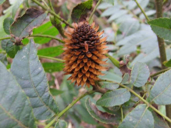 Platycarya strobilacea MD 15-01