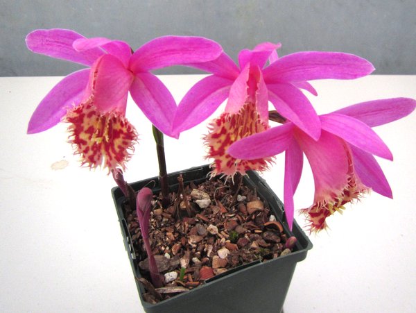 Pleione 'Vesuvius Phoenix' orchid flower