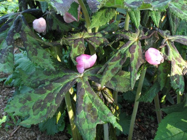 Sinopodophyllum (Podophyllum) hexandrum MD97150 ex Yunnan