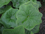 Podophyllum pleianthum