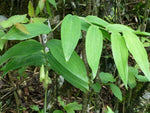 Polygonatum cyrtonema
