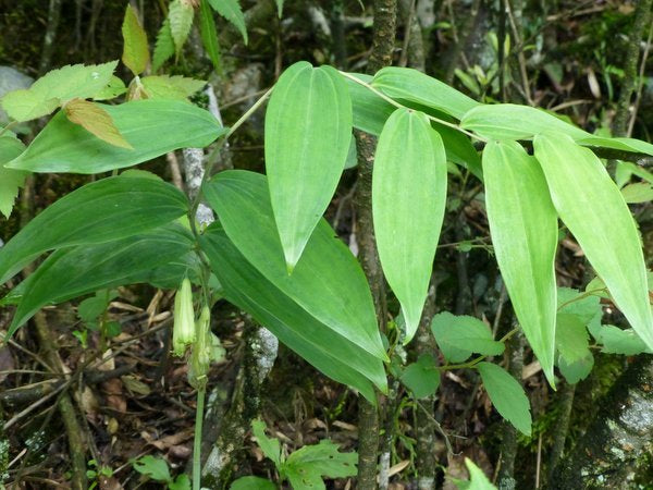 Polygonatum cyrtonema