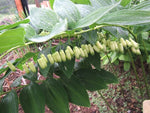 Polygonatum falcatum 'Wedding Bells'
