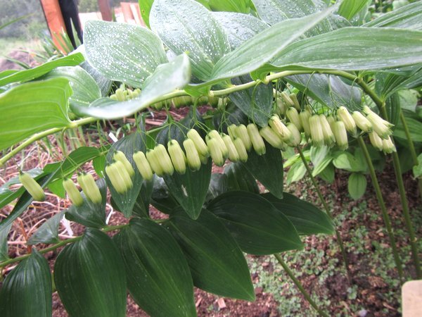 Polygonatum falcatum 'Wedding Bells'
