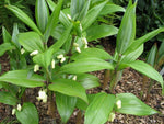 Polygonatum singalilense (previously offered as cf. geminiflorum)