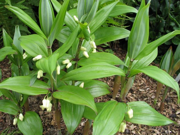 Polygonatum singalilense (previously offered as cf. geminiflorum)