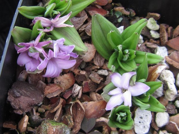 A pot with small leaves and flowers of Polygonatum hookeri