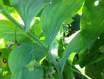 Polygonatum involucratum 'Green Hankies'