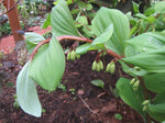 Polygonatum odoratum - Russian Form
