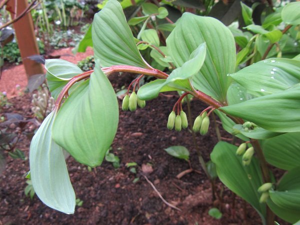 Polygonatum odoratum - Russian Form