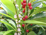 Polygonatum punctatum
