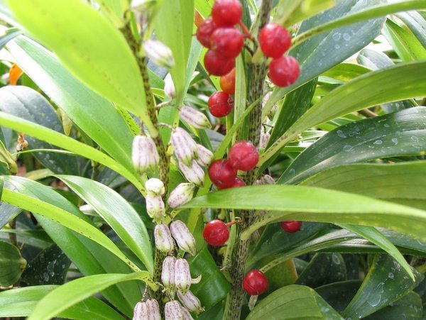 Polygonatum punctatum